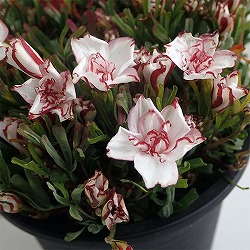 オキザリス：シンデレラムーン3.5号ポット