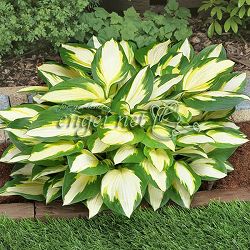 [26年4月下旬予約]ギボウシ：カラーフェスティバル4.5号ポット