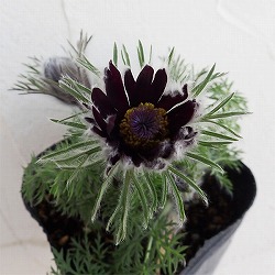 西洋オキナグサ（プルサティラ）：林園芸オリジナル　ワイン色3.5号ポット