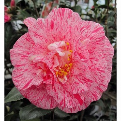 ツバキ（椿）：島の錦4.5号ポット