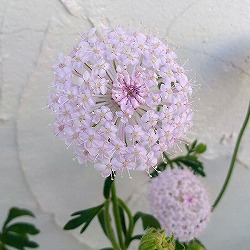 ブルーレースフラワー：ピンク3号ポット 2株セット