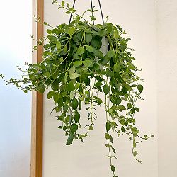 エスキナンサス：トリコロール5号吊鉢植え