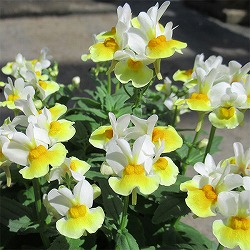 ネメシア：レモンスカッシュ3-3.5ポット 2株セット