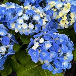 アジサイ：ブルーフレッシュ5号ポット