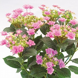 アジサイ：花火スターマイン5号ポット