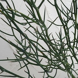 [26年9月中下旬予約]アカシア：アフィラ6号鉢植え