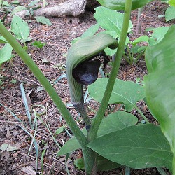 ムサシアブミ4号ポット