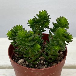 セダム：グリーンペット2.5号ポット