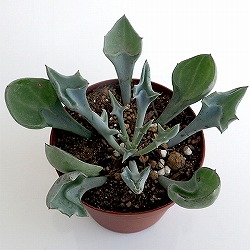 セネシオ：マサイの矢尻（まさいのやじり）2.5号ポット