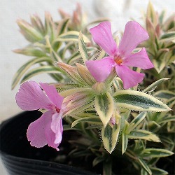 芝桜（シバザクラ）：斑入り芝桜3号ポット 6株セット