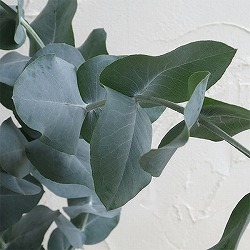 ユーカリ：ブルーガム 3～3.5号ポット