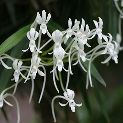 フウラン1条植え2.5～3号ポット