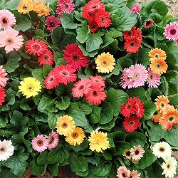 ミニガーベラ花色ミックス3～3.5号ポット 5株セット