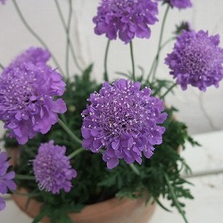 スカビオサ（わい性）：ブルー3号ポット 12株セット