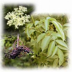 [26年4月下旬予約]西洋ニワトコ（エルダーフラワー）：オーレア（黄金葉）4号ポット