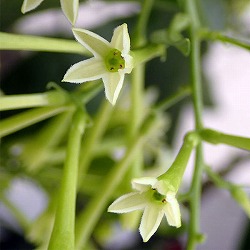 ヤコウボク（夜香木）4号鉢植え