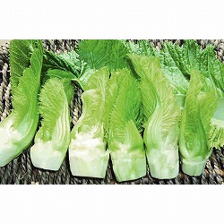 [25年9月中下旬予約]親子菜3号ポット 6株セット