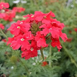 バーベナ：テネラ レッド　3号ポット