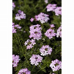 バーベナ：テネラ ライトピンク　3号ポット