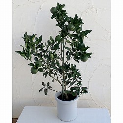 甘夏（アマナツ）みかん8号鉢植え