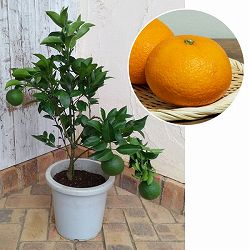 紅甘夏みかん8号鉢植え[実付き]