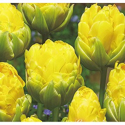 チューリップ（八重咲き）：バニラカップ4球入り