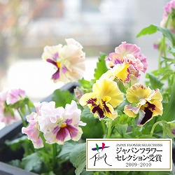パンジー：ムーランフリルシフォン3.5号ポット 6株セット