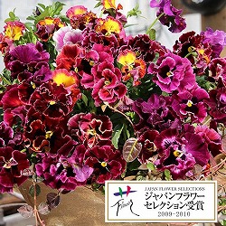 パンジー：ムーランフリルローザ3.5号ポット 6株セット