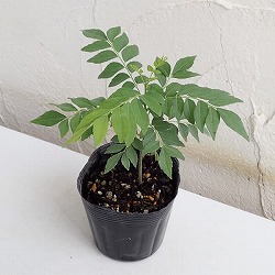 アジアンハーブ：カレーの木3.5号ポット