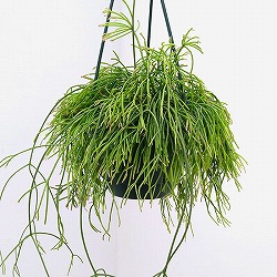リプサリス：カピリフォルミス（松風）5号吊植え