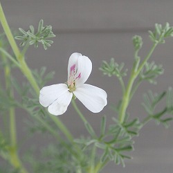 ニオイゼラニウム：サザンウッド3号ポット 2株セット