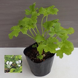 ニオイゼラニウム：リビフォリウム3号ポット 2株セット