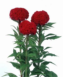 ケイトウ（鶏頭）：久留米けいとう赤花3号ポット
