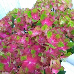 アジサイ：シュロスバッカーバルト5号鉢植え