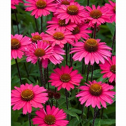 エキナセア：センセーションピンク3号ポット