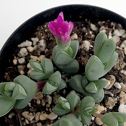 ヘキギョレン2.5号ポット