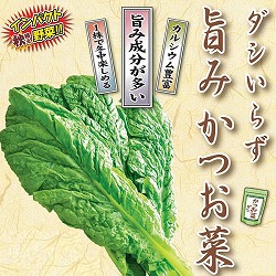 [25年9月中下旬予約]旨み　かつお菜3号ポット 6株セット