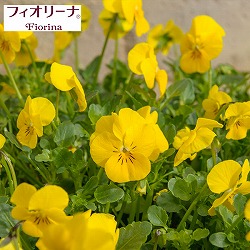 ビオラ：フィオリーナ　ゴールド3.5号ポット 2株セット