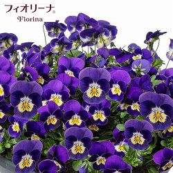 ビオラ：フィオリーナ　ブルーイエロー3.5号ポット 2株セット