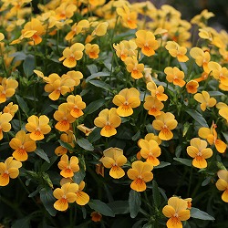 MSKガーデン極小輪ビオラ：フルーレット　ピュアーオレンジ系3号ポット 6株セット