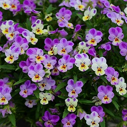 MSKガーデン極小輪ビオラ：フルーレット　ワンダーランドピンクドリーム3号ポット2株セット