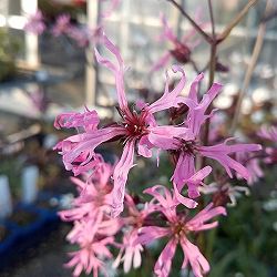 リクニス：フロスククリ　ピンク3-3.5号ポット 6株セット