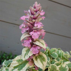 アジュガ レプタンス：ピンクライトニング2.5号ポット 6株セット