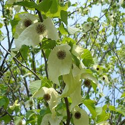 ハンカチノキ（ダビディア） 5号ポット