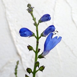 セージ：カカリア3号ポット 6株セット