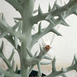 ユーフォルビア ステノクラータ（トナカイキリン）4号ポット（直立タイプ）