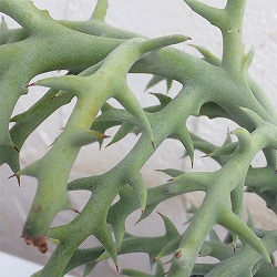 ユーフォルビア ステノクラータ（トナカイキリン）4号ポット（曲がりタイプ）