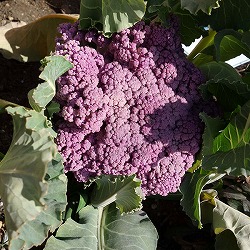 園芸ネット本店｜カリフラワーの苗2.5号ポット 40株セット の通販【公式】