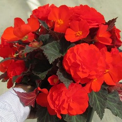 ベゴニア：ノンストップモカ　ディープオレンジ3-3.5号ポット 2株セット