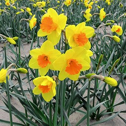 水仙：ピンパネル2球入り 3袋セット